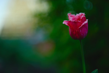 pink tulips in the garden at sunset