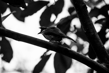 bird on a branch