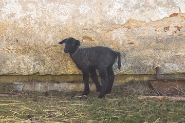lamb - newborn little black sheep