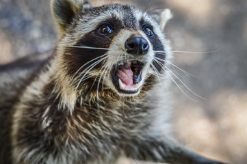 Cute Raccoon portrait close up - Procyon lotor