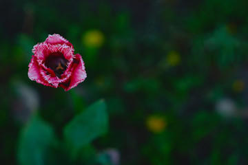 pink tulips in the garden at sunset