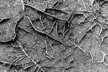 branches on the forest floor