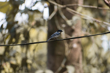 bird on a branch