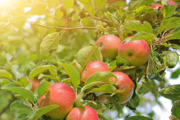 large ripe apples clusters hanging heap on a tree branch in an intense apple orchard. concept of harvest, healthy food