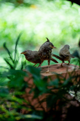 Jungle babblers after a bath