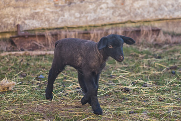 lamb - newborn little black sheep