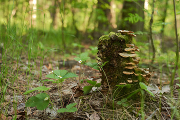 mushrooms in the forest