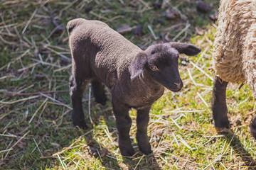 lamb - newborn little black sheep