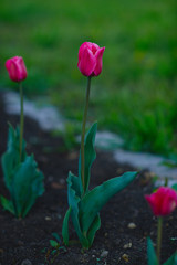 pink tulips in the garden at sunset