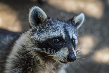 Cute Raccoon portrait close up - Procyon lotor