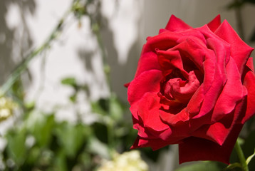 primer plano del hermosa rosa roja al sol