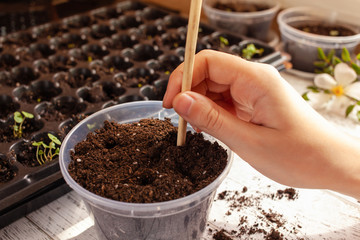 ..A woman makes a hole in the ground using a wooden stick to plant a sprout in a pot. Cells for...