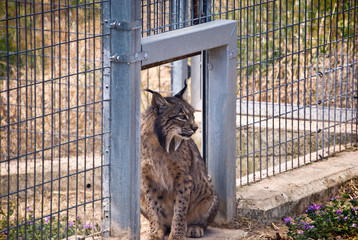lince ibérico, lynx pardinus, en centro de cría en cautividad © Carlos