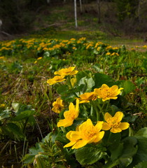 Russia, Kuznetsky Alatau. Yellow spring flowers on the swampy banks of the Tom river.
