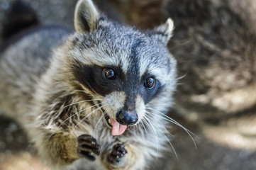 Cute Raccoon portrait close up - Procyon lotor