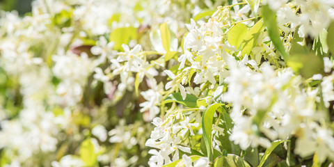 Sweetly scented white flowers of star jasmine or false jasmine climbing vine
