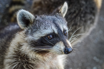 Cute Raccoon portrait close up - Procyon lotor