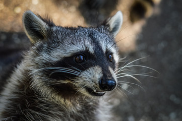 Cute Raccoon portrait close up - Procyon lotor