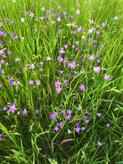 WIESE MIT GLOCKENBLUMEN