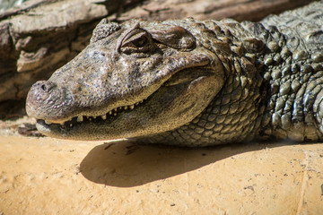 Static big crocodile staring at the camera