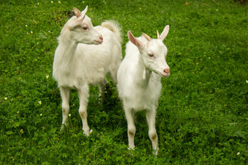 Obraz premium Two young white goats on gree lawn at spring. Free breeding and organic farming concept.