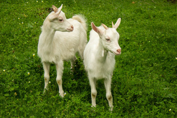 Two young white goats on gree lawn at spring. Free breeding and organic farming concept.