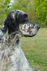 Elegant English Setter dog in profile view