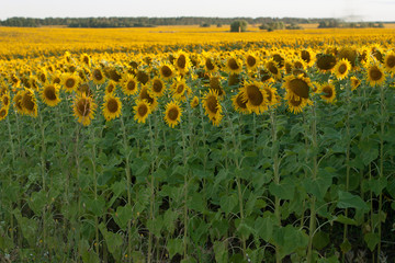 Obraz premium sunflowers in the field