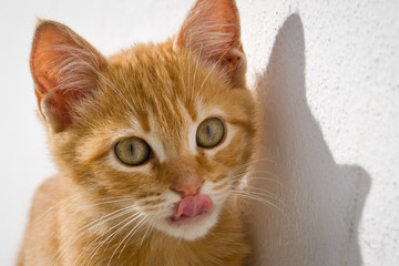 Primer plano de cachorro de gato doméstico