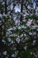 apple tree blossom