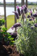 A close up view of a newly planted pruple lavender plant on a planter on a balcony in sunlight