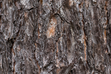bark of tree