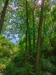 Fototapeta premium trees in the forest