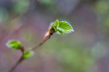 budding leaves of a tree in spring