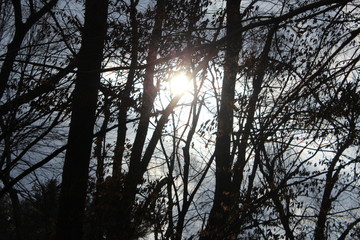 sun peaking through trees