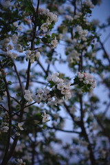 blossoming apple tree