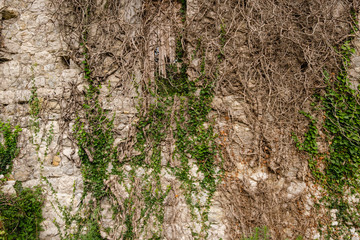 Old medieval wall overgrown with ivy