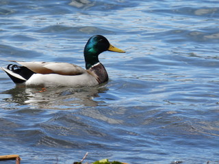 duck on the water