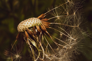 Macrophoto of dandelion seeds, close-up, seeds of dandelion, fine art photo, flat color
