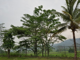 palm trees on the beach