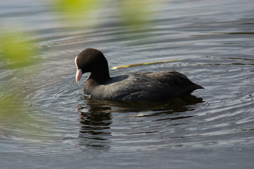 The bird coots in the spring © moniadk