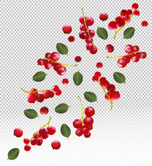 Realistic red currant berry transparent background. Different berry are whole. Freshly picked red currant with green leaf. Natural product. 3d vector illustration.