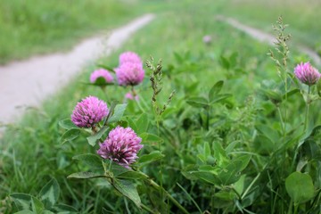 Red clover flowers along the country road. Summer rural landscape
