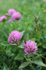 Close-up of red clover flowers on a summer meadow. 

