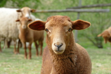 Portrait of a brown lamb or very young sheep of the German breed Coburger Fuchsschaf
