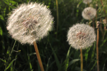 Blowballs on the wind against the setting sun. White fluffy dandelion heads on the summer lawn on the natural green grass background