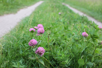 Red clover flowers along the country road. Summer rural landscape
