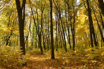 Yellow autumn park.