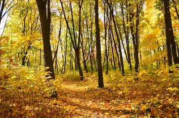 Obraz premium autumn in the park