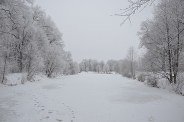 Frozen lake and snow-cowered trees.